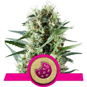 Royal Cookies od Royal Queen Seeds nasiona marihuany