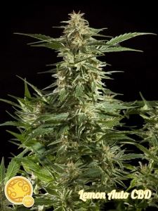 Lemon Auto CBD od Philosopher Seeds nasiona marihuany