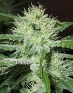Auto Speed Bud od Female Seeds nasiona marihuany