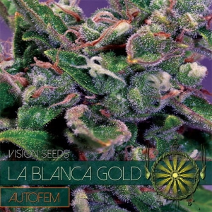 La Blanca Gold Auto od Vision Seeds nasiona marihuany