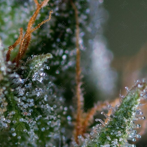 Medicritical