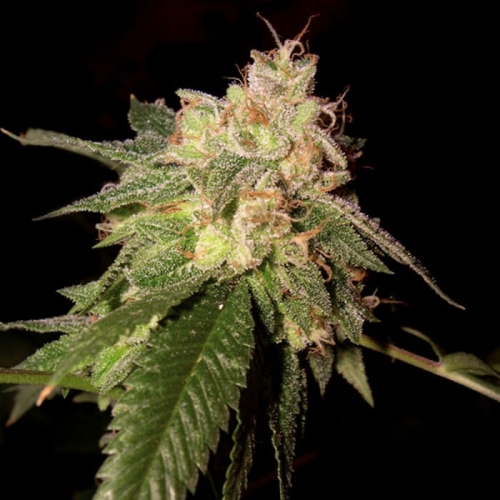 OG Kush 