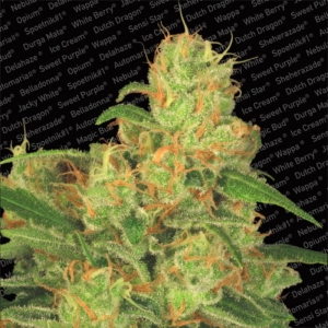Auto Acid od Paradise Seeds nasiona marihuany
