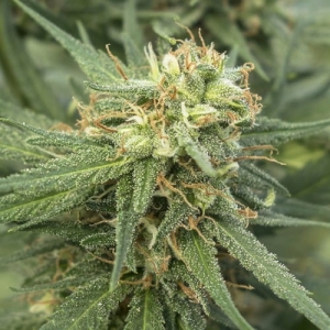 Pure Jack od 710 Genetics nasiona marihuany