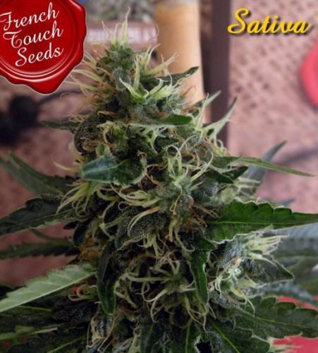 Sativa des Rois