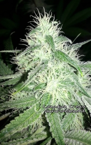 Canadian Cream od Biological Seeds nasiona marihuany