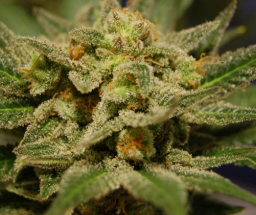 Citrus