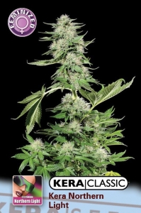 Northern Light od Kera Seeds nasiona marihuany