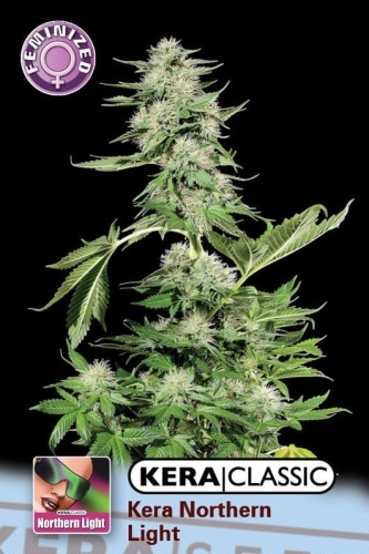 Northern Light