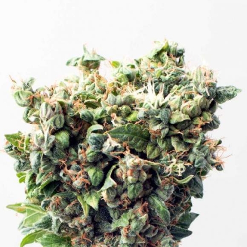 Critical Auto
