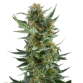 Royal Dwarf Auto