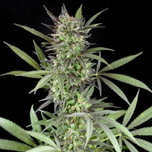 Blue Venom od G13 Labs nasiona marihuany