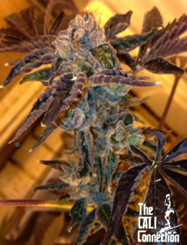 LA Cookies