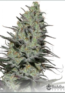 Morpheus od Buddha Seeds nasiona marihuany