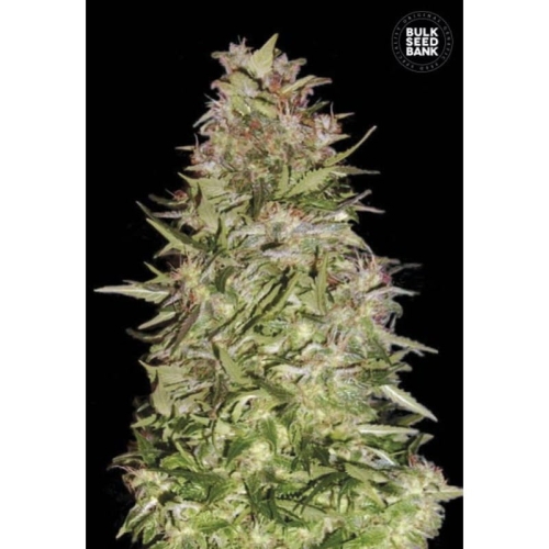 Auto White Prussian