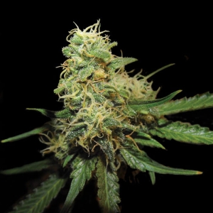 R.K.S. od Grow Your Own nasiona marihuany