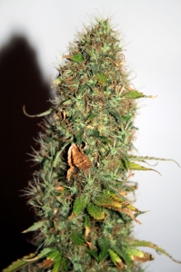 Auto Kush od Seedsman nasiona marihuany