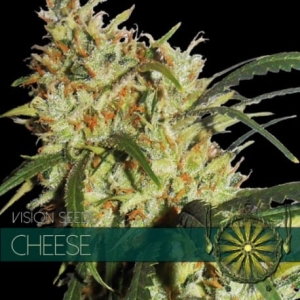 Cheese od Elite Seeds nasiona marihuany