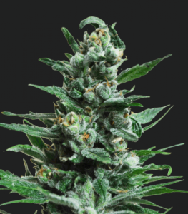 Moscow Blueberry Auto od Kalashnikov Seeds nasiona marihuany