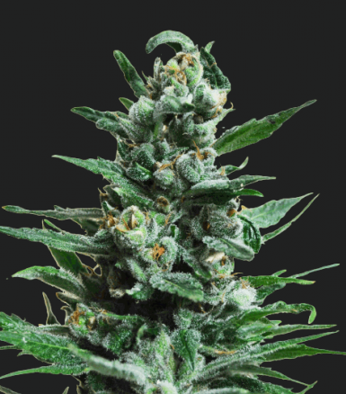 Moscow Blueberry Auto