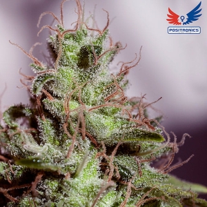 Supercheese Express od Positronics nasiona marihuany