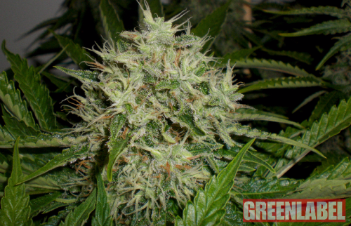 AK Widow 47