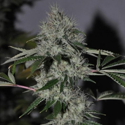 Chem #4 OG