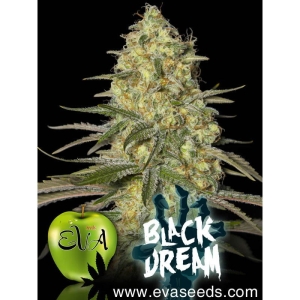 Black Dream od Eva Seeds nasiona marihuany