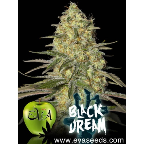 Black Dream