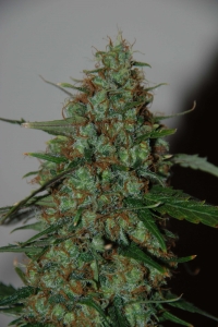Wild Thailand Ryder (Auto) od World of Seeds nasiona marihuany