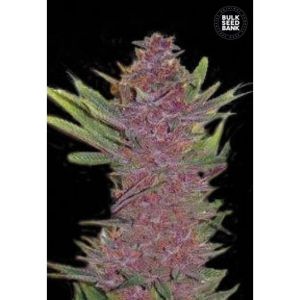 Auto Purple Glam Kush od Bulk Seed Bank nasiona marihuany
