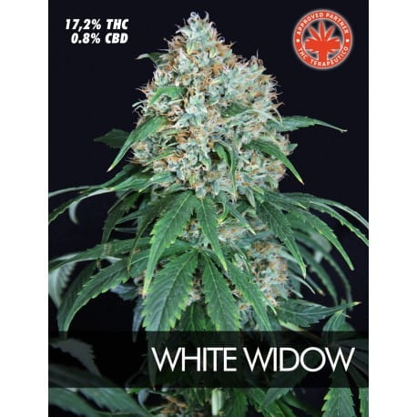 White Widow