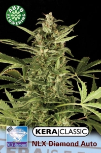 NLX Diamond Auto od Kera Seeds nasiona marihuany