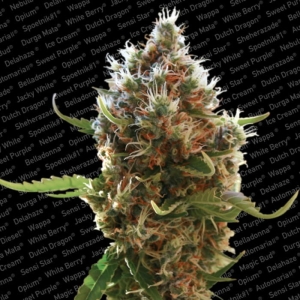 Lucid Bolt od Paradise Seeds nasiona marihuany