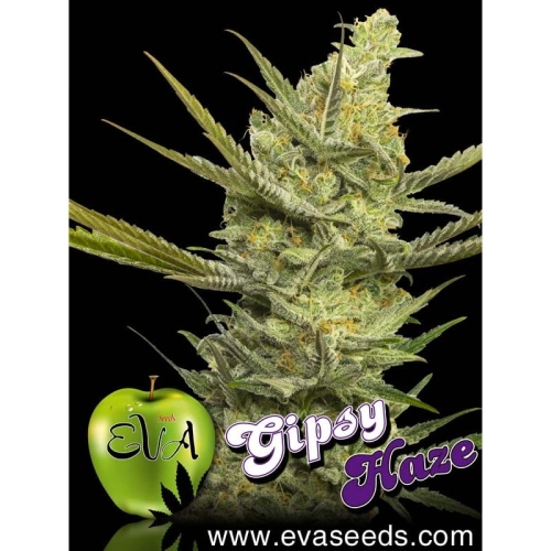 Gipsy Haze