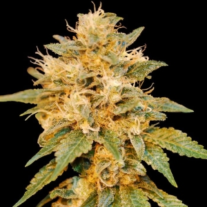 Snowland od DNA Genetics nasiona marihuany