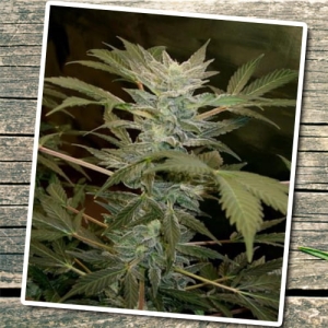 Auto AK Bio od Biological Seeds nasiona marihuany