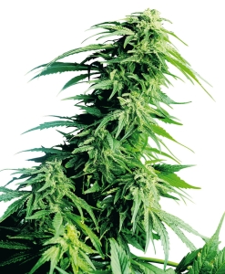 Hindu Kush od Sensi Seeds nasiona marihuany