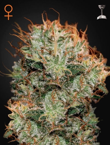 Kaia Kush