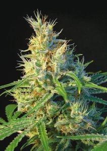 Psicodelicia od Sweet Seeds nasiona marihuany