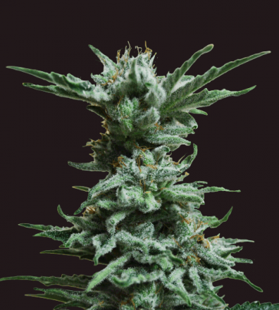 AK Skunk