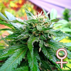 California Special od KC Brains nasiona marihuany
