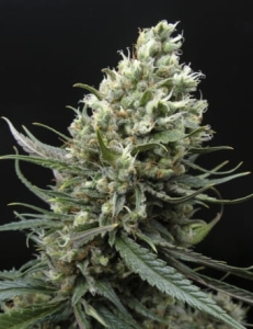 Ripper Haze od Ripper Seeds nasiona marihuany