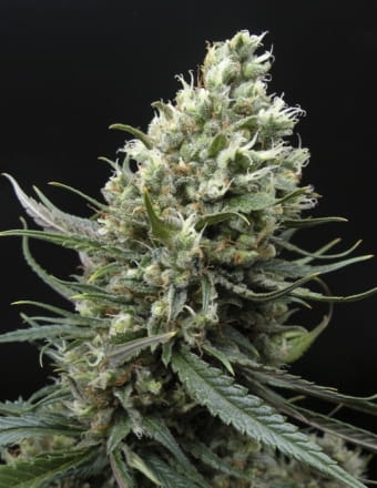 Ripper Haze