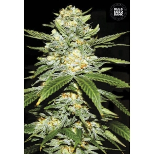 Auto Perfect Power Plant od Bulk Seed Bank nasiona marihuany