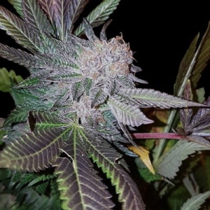 White Strawberries od G13 Labs nasiona marihuany