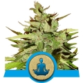 Stress Killer Automatic CBD