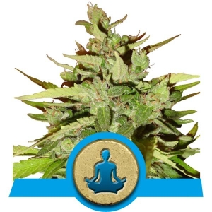 Stress Killer Automatic CBD od Royal Queen Seeds nasiona marihuany
