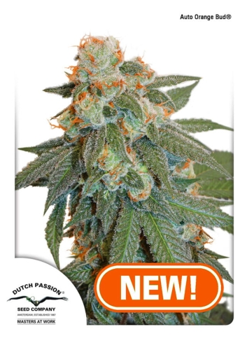 Auto Orange Bud®