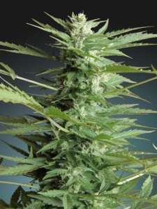 Sweet Dwarf Auto od Advanced Seeds nasiona marihuany